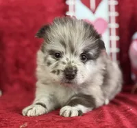 Shane, a male Pomeranian for sale in Lamar, MO – Photo 1 of 5
