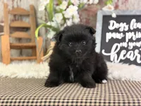Jojo, a male Pomeranian for sale in Lamar, MO – 3 of 6