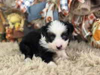 Bosco, a male Toy Australian Shepherd for sale in Lamar, MO – 4 of 6