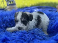 Bangle, a male Miniature Schnauzer for sale in Lamar, MO – 4 of 7