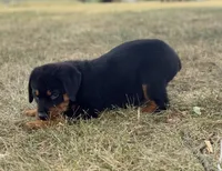 Darcy, a female Rottweiler for sale in Lamar, MO – 3 of 8
