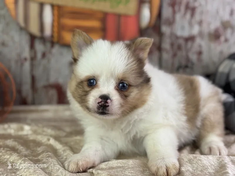 Sienna – Pomeranian puppy for sale in Lamar, MO