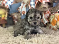 Steffi, a female Miniature Aussiedoodle for sale in Lamar, MO – 4 of 6