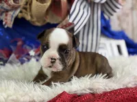 Whoopi, a female English Bulldog for sale in Lamar, MO – 3 of 6