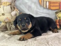 Dudley, a male Rottweiler for sale in Lamar, MO – 4 of 4