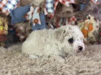 Charlie, a male Miniature Aussiedoodle for sale in Lamar, MO – 5 of 7