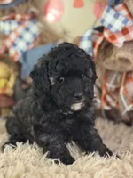 Dazzler, a male Miniature Aussiedoodle for sale in Lamar, MO – 7 of 8