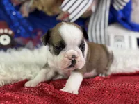 Webber, a male English Bulldog for sale in Lamar, MO – 5 of 6