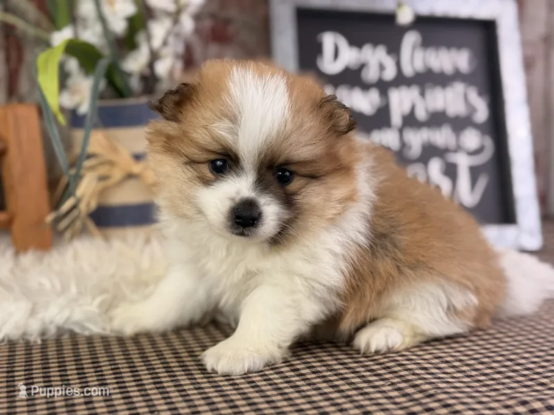 Ezzo – Pomeranian puppy for sale in Lamar, MO