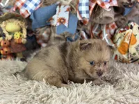 Fiji, a male Pomeranian for sale in Lamar, MO – 2 of 6