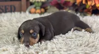 Mirko, a male Miniature Dachshund for sale in Lamar, MO – 3 of 5