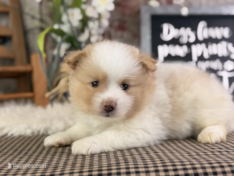 Ernie – Pomeranian puppy for sale in Lamar, MO