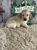 Tabitha, a female Golden Retriever for sale in Lamar, MO – Photo 5 of 5