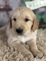 Tabitha, a female Golden Retriever for sale in Lamar, MO – Photo 2 of 5