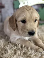 Tabitha, a female Golden Retriever for sale in Lamar, MO – Photo 4 of 5
