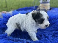 Bunny, a female Miniature Schnauzer for sale in Lamar, MO – 6 of 7