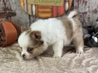 Sienna, a female Pomeranian for sale in Lamar, MO – 3 of 7