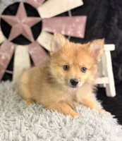 Alvin, a male Pomeranian for sale in Lamar, MO – 4 of 8