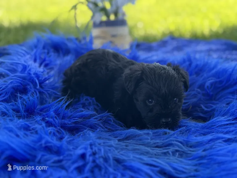 Betty Boop – Miniature Schnauzer puppy for sale in Lamar, MO