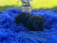 Betty Boop, a female Miniature Schnauzer for sale in Lamar, MO – 1 of 7