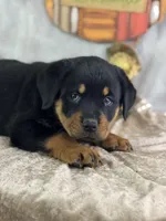 Daria, a female Rottweiler for sale in Lamar, MO – 2 of 5