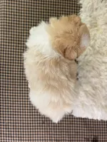 Emerson, a male Pomeranian for sale in Lamar, MO – 7 of 7