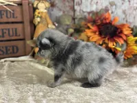 Cypress, a female Pomeranian for sale in Lamar, MO – 3 of 8