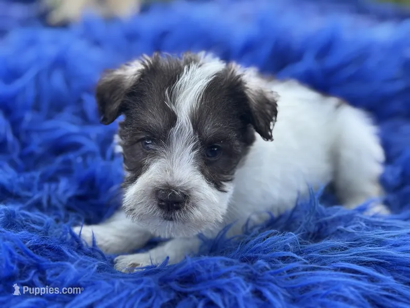 Brit – Miniature Schnauzer puppy for sale in Lamar, MO