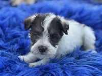 Brit, a female Miniature Schnauzer for sale in Lamar, MO – 1 of 7