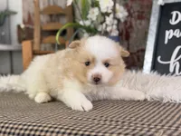 Ernie, a male Pomeranian for sale in Lamar, MO – 2 of 7