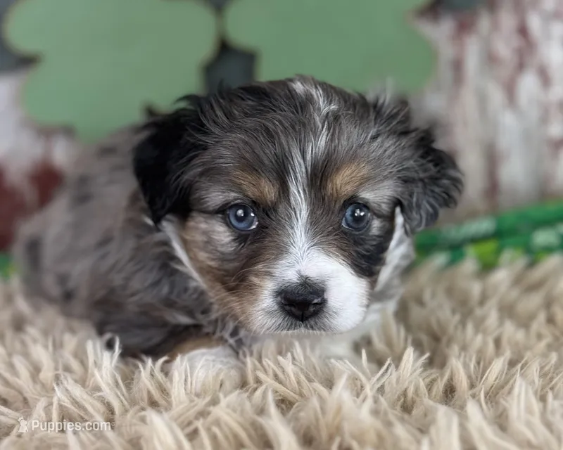Jacklyn, a female Toy Australian Shepherd for sale in Lamar, MO – Photo 1 of 6