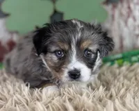Jacklyn, a female Toy Australian Shepherd for sale in Lamar, MO – Photo 1 of 6