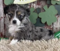 Jacklyn, a female Toy Australian Shepherd for sale in Lamar, MO – Photo 3 of 6