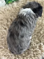 Jacklyn, a female Toy Australian Shepherd for sale in Lamar, MO – Photo 6 of 6