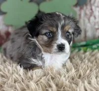 Jacklyn, a female Toy Australian Shepherd for sale in Lamar, MO – Photo 4 of 6