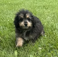 Lexis, a female Miniature Aussiedoodle for sale in Lamar, MO – 3 of 4