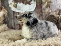 Elvis, a male Toy Australian Shepherd for sale in Lamar, MO – 5 of 6