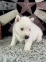 Aldus, a male Siberian Husky for sale in Lamar, MO – 5 of 6
