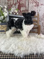 Daisy, a female Miniature Schnauzer for sale in Lamar, MO – 4 of 4