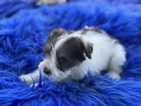 Brit, a female Miniature Schnauzer for sale in Lamar, MO – 4 of 7