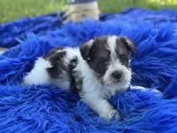 Brit, a female Miniature Schnauzer for sale in Lamar, MO – 2 of 7