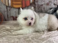Scooby, a male Pomeranian for sale in Lamar, MO – 5 of 6