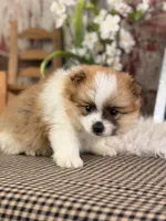 Ezzo, a male Pomeranian for sale in Lamar, MO – 6 of 7