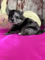 Cassie, a female Pomeranian for sale in Lamar, MO – Photo 3 of 4