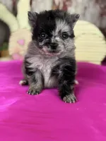 Cassie, a female Pomeranian for sale in Lamar, MO – Photo 2 of 4