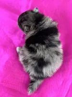 Cassie, a female Pomeranian for sale in Lamar, MO – Photo 4 of 4