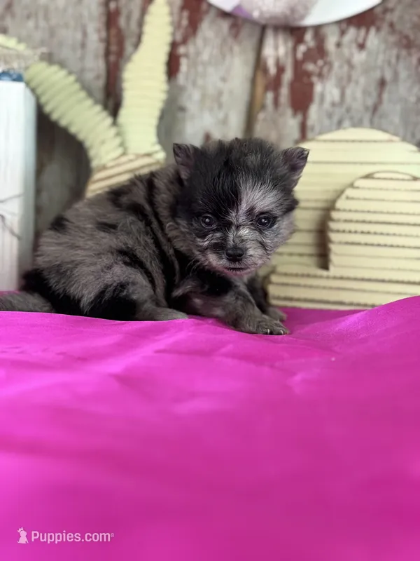 Cassie – Pomeranian puppy for sale in Lamar, MO