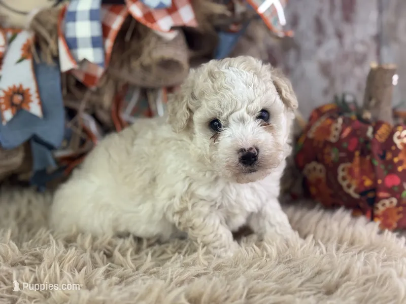 Charlie – Miniature Aussiedoodle puppy for sale in Lamar, MO