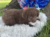 Princess, a female Miniature Aussiedoodle for sale in Lamar, MO – 7 of 7