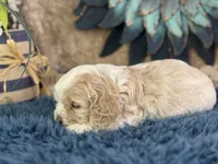 Jax, a male Cocker Spaniel for sale in Lamar, MO – 5 of 6